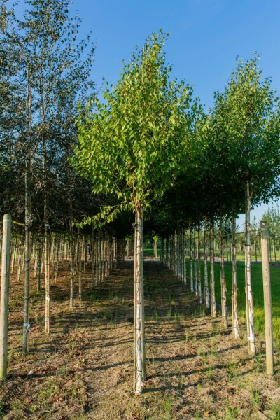 Betula albosinensis hochstamm 10/12