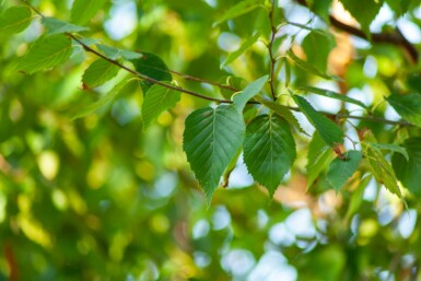 Betula albosinensis hochstamm