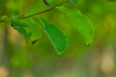 Betula albosinensis hochstamm 10/12