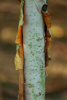 Betula albosinensis hochstamm 10/12