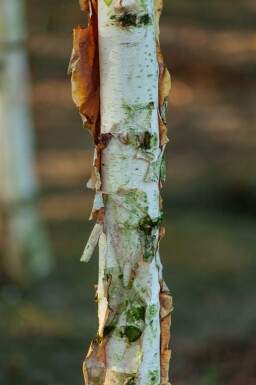 Betula albosinensis hochstamm 10/12