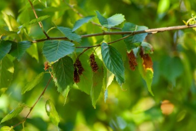 Betula albosinensis hochstamm 10/12