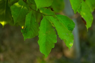 Betula albosinensis hochstamm 10/12