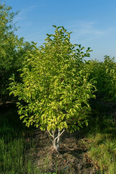 Betula albosinensis mehrstämmig 200-250