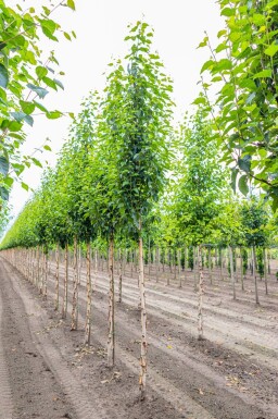 Betula utilis 'Fascination' hochstamm