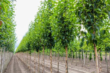 Betula utilis 'Fascination' hochstamm