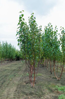 Betula utilis 'Fascination' mehrstämmig 200-250