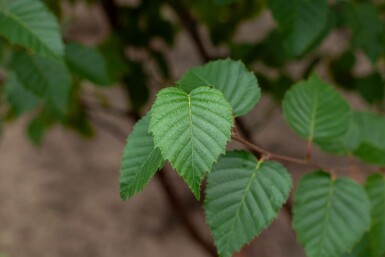 Betula utilis 'Fascination' mehrstämmig