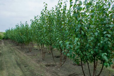 Betula utilis 'Fascination' mehrstämmig 200-250