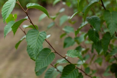 Betula utilis 'Fascination' mehrstämmig 200-250