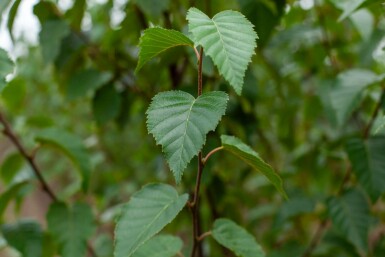 Betula utilis 'Fascination' mehrstämmig 200-250