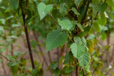 Betula utilis 'Fascination' mehrstämmig 200-250