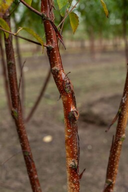 Betula utilis 'Fascination' mehrstämmig 200-250