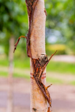 Betula utilis 'Fascination' mehrstämmig 200-250