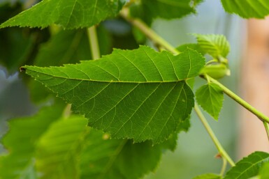 Betula utilis 'Fascination' mehrstämmig 200-250