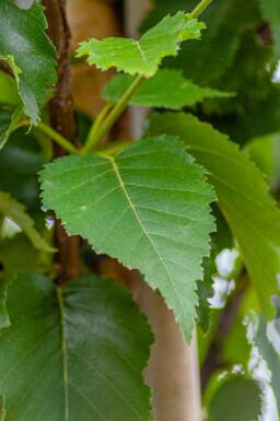 Betula utilis 'Fascination' mehrstämmig 200-250