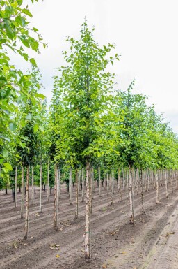 Betula nigra hochstamm 10/12