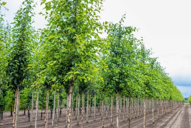 Betula nigra hochstamm