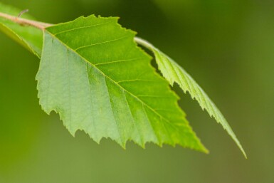 Betula nigra hochstamm 10/12