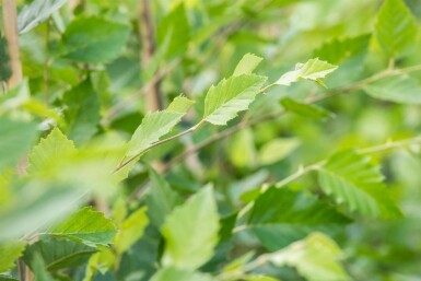 Betula nigra hochstamm 10/12