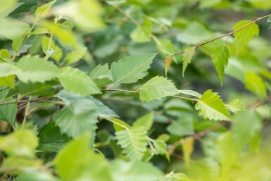 Betula nigra hochstamm 10/12