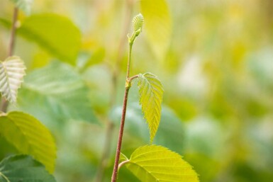 Betula nigra hochstamm 10/12