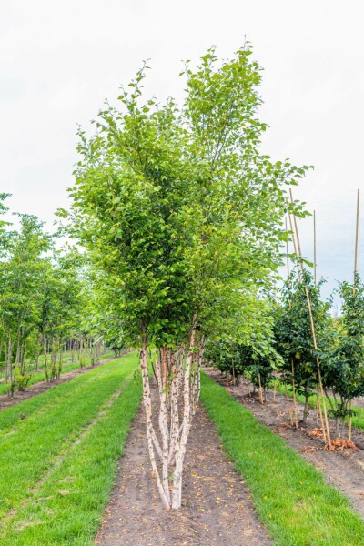 Betula nigra mehrstämmig 200-250