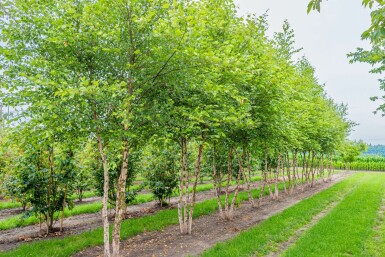 Betula nigra mehrstämmig