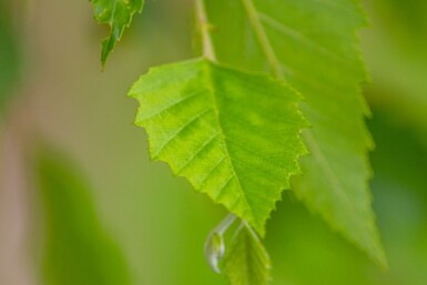 Betula nigra mehrstämmig 200-250