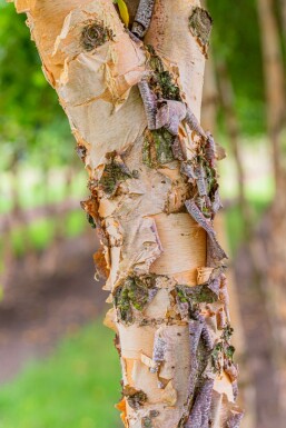 Betula nigra mehrstämmig 200-250