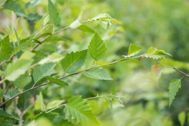 Betula nigra mehrstämmig 200-250