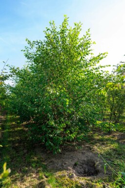 Betula nigra mehrstämmig 200-250