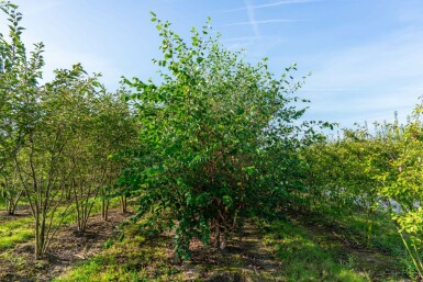 Betula nigra mehrstämmig 200-250