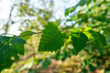 Betula nigra mehrstämmig 200-250