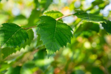 Betula nigra mehrstämmig 200-250