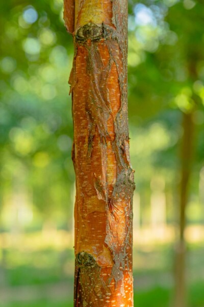 Betula papyrifera