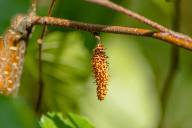 Betula papyrifera hochstamm 10/12