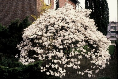 Magnolia stellata