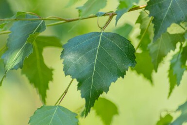 Betula pendula