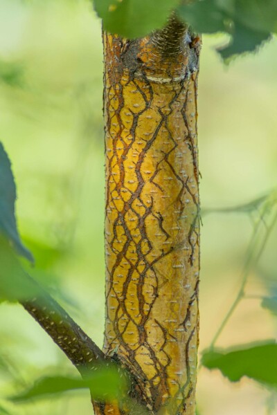 Betula pendula