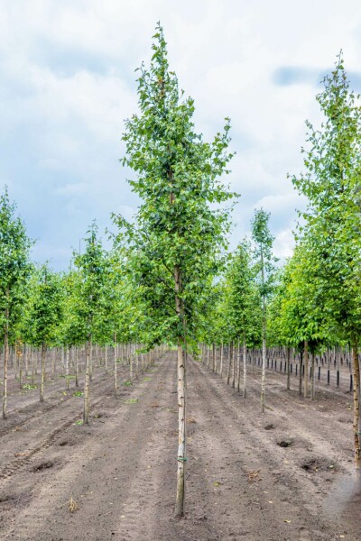 Betula pendula hochstamm 10/12