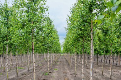 Betula pendula hochstamm 10/12