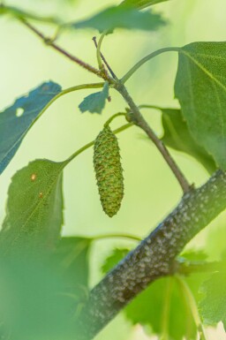 Betula pendula hochstamm 10/12