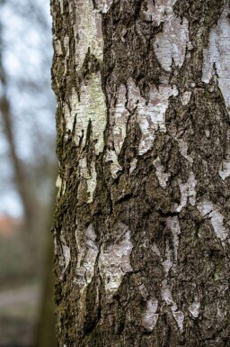 Betula pendula hochstamm 10/12