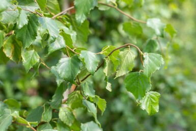 Betula pendula hochstamm 10/12