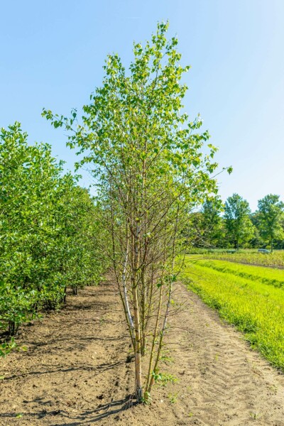 Betula pendula mehrstämmig 200-250