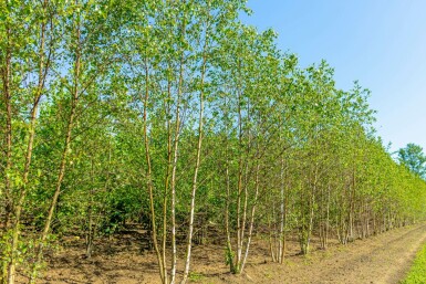 Betula pendula mehrstämmig