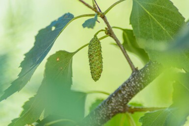 Betula pendula mehrstämmig 200-250