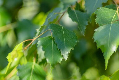 Betula pendula mehrstämmig 200-250