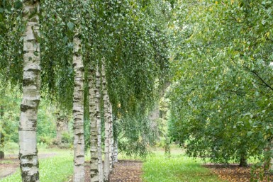 Betula pendula mehrstämmig 200-250